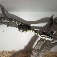 Serpente Morelia spilota