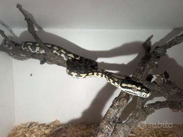 Serpente Morelia spilota