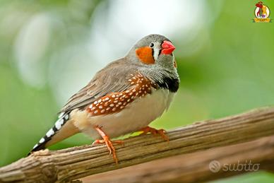 Esotici diamantini e non solo