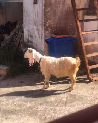 Capra jonica da latte