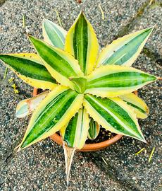 Agave Lophantha „quadricolor“