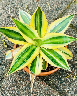 Agave Lophantha „quadricolor“