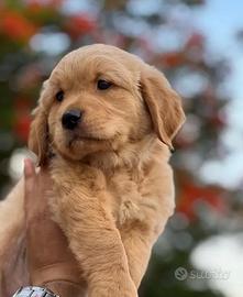 Cuccioli di golden retriever