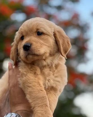 Cuccioli di golden retriever