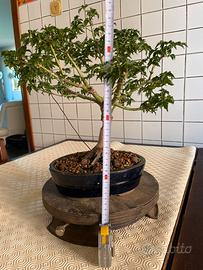 Bonsai acero palmato giapponese