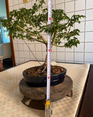 Bonsai acero palmato giapponese