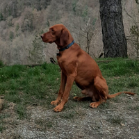 Cuccioli bracco ungherese