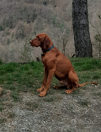 Cuccioli bracco ungherese
