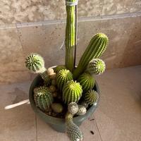 Composizione Cactus
