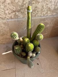 Composizione Cactus