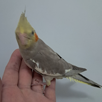 Pappagalli calopsite