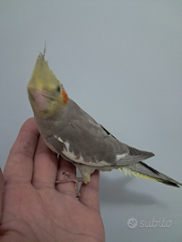 Pappagalli calopsite