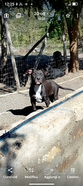 Pitbull