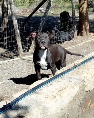 Pitbull
