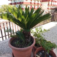  cicas  e cuscini della suocera di grandi dim