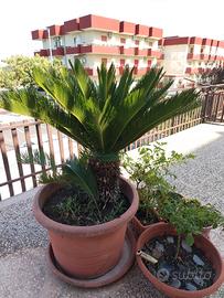  cicas  e cuscini della suocera di grandi dim