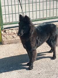 Pastore belga groendal