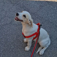 Regaliamo cucciolo di 3 mesi e mezzo