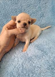 Piccolissimi chihuahua pedigree enci