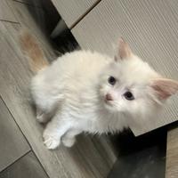 Gattini siberiani ipoallergenici