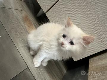 Gattini siberiani ipoallergenici