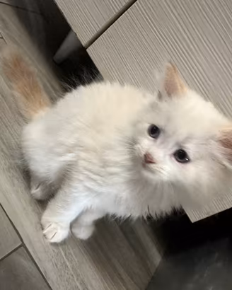 Gattini siberiani ipoallergenici