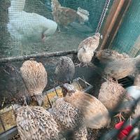 Coppia quaglie adulte