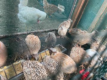 Coppia quaglie adulte