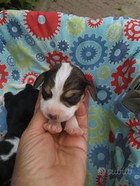 Beagle tricolore cuccioli
