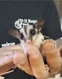 Petauri dello zucchero piccolini di 3 e 4 mesi