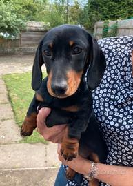 Cuccioli di bassotti maschi e femmine