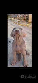 Cucciolo Weimaraner Maschio di 2 mesi