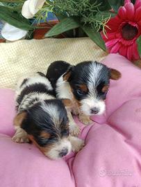 Sono Cuccioli Biewer Yorkshire di Taglia Piccola
