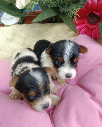 Sono Cuccioli Biewer Yorkshire di Taglia Piccola