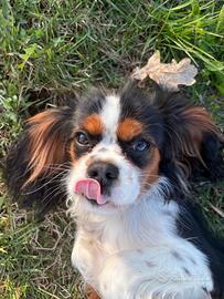 Cavalier King Charles Spaniel