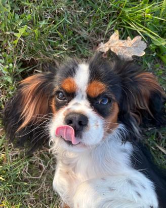Cavalier King Charles Spaniel
