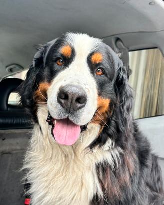 Cercarti bovaro femmina per accoppiamento