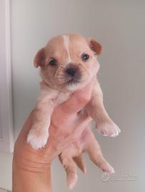 Chihuahua con pedigree