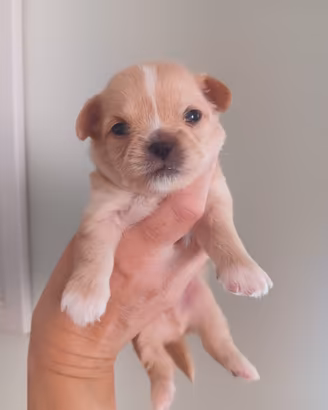 Chihuahua con pedigree