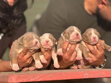 American pitbull terrier