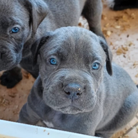 Cuccioli Cane Corso grigio blue e nero pedigree