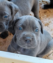 Cuccioli Cane Corso grigio blue e nero pedigree