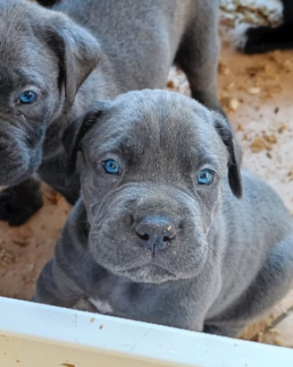 Cuccioli Cane Corso grigio blue e nero pedigree