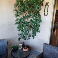 ficus benjamin 