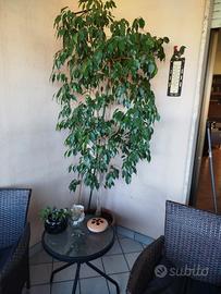 ficus benjamin 