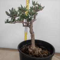Ulivo prebonai U09