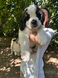 Maschietto di San Bernardo