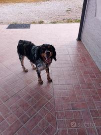 Cane da caccia Breton