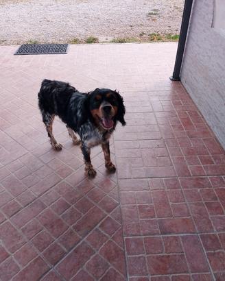 Cane da caccia Breton