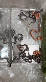 Serpente